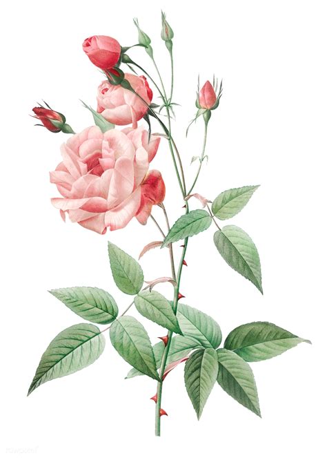Vintage Pink Rose Drawing Free Transparent Png 574098