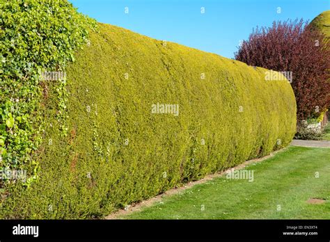 Sculpted Hedge Stock Photos And Sculpted Hedge Stock Images Alamy