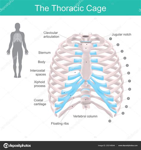 Thoracic Cage Made Bones Cartilage Consists Pairs Ribs Costal