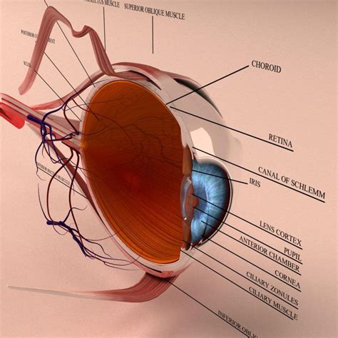 Human Eye Anatomy 3D Model Cross Section With All Eye Parts Ready For