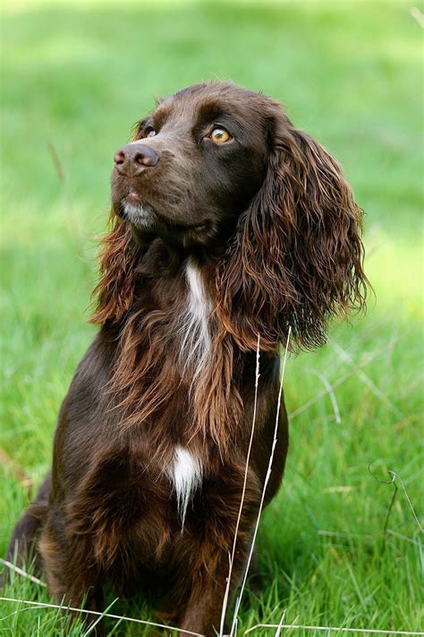 Enter your email address to receive alerts when we have new listings available for field spaniel puppies for sale. Pin by Enee on Animals/Birds (With images) | Working ...
