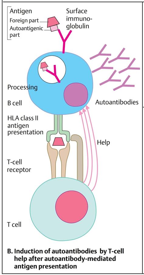 Mechanisms Of Autoimmunity 1