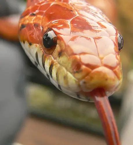 Top 10 Most Popular Pet Reptiles What On Earth