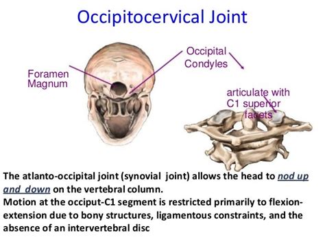 Anatomy Of Cervical Spine