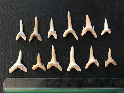 Moroccan Eocene Shark Teeth Fossil Id The Fossil Forum