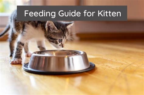 Feeding Guide For Kitten Mypetz