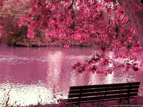 Red Japanese Cherry Blossom Wallpapers Desktop Background