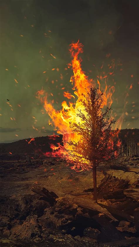 1080p Free Download Burning Tree Burn Fire Flame Nature Hd Phone