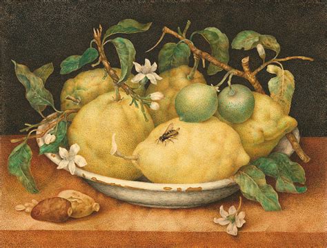 Still Life With Bowl Of Citrons By Giovanna Garzoni