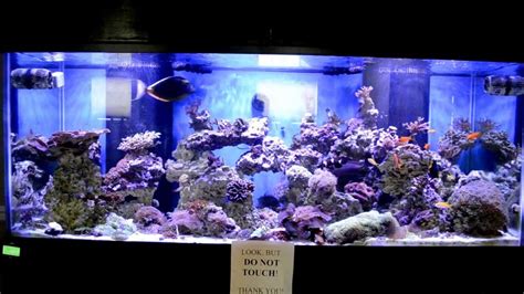 210 Gallon Saltwater Aquarium W 3 X Aqua Illumination Hydras