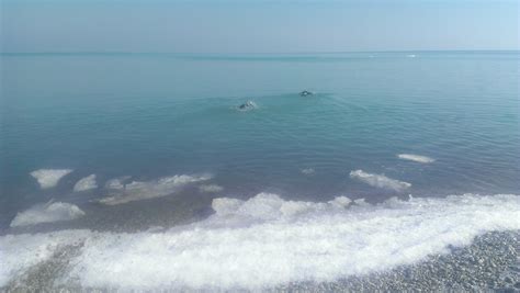 Swimmers Itch Lake Michigan Lgulsd