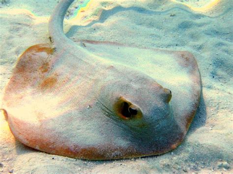 Common Stingray Stock Photo Image Of Stingray Common 4680902