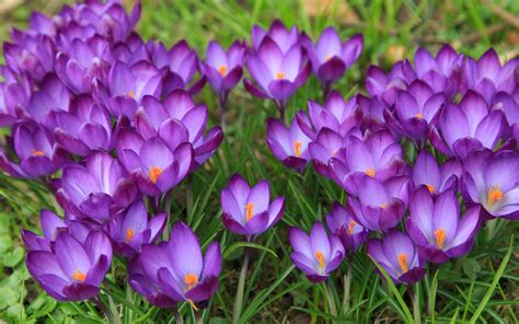 Wallpaper Crocuses Flowering Spring Purple Flowers 3840x2160 Uhd 4k