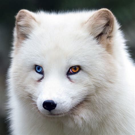 Hd Wallpaper Fox Brown Eyes Blue Eyes Animal Wildlife Fur Ears