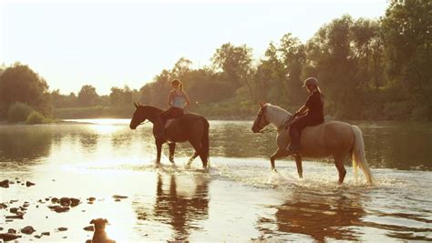 Trying To Cross A River With A Horse Horse In Water Stock Footage