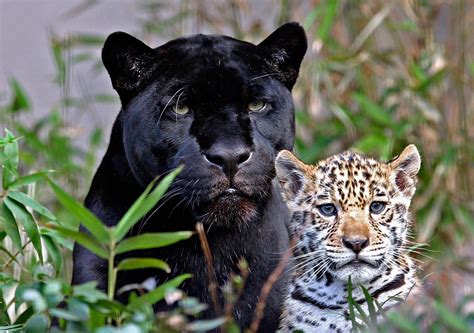 All In One Lovely Desktop And Mobile Wallpapers Black Big Cats Wallpapers