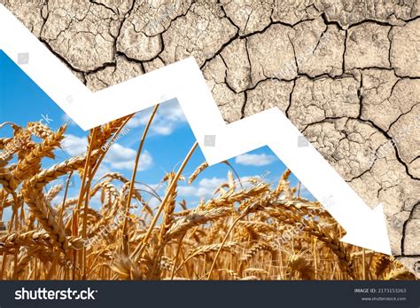 Food Crisis World Problems Supply Wheat Stock Photo 2173153263