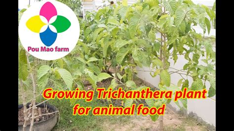 Growing Trichanthera Plant For Animal Food Youtube