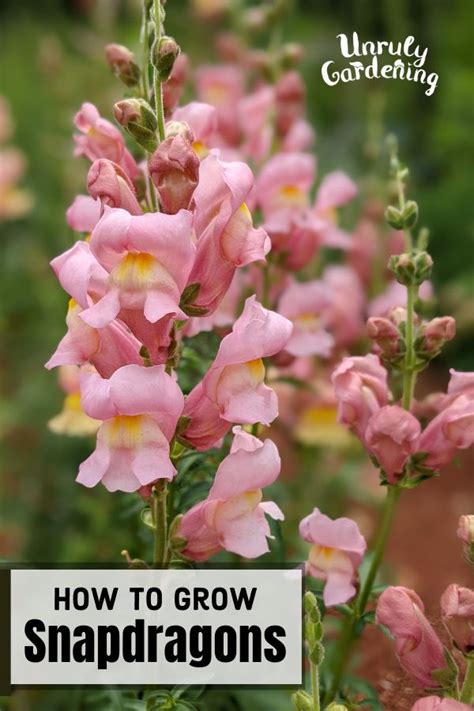 How To Grow Snapdragons From Seed Unruly Gardening