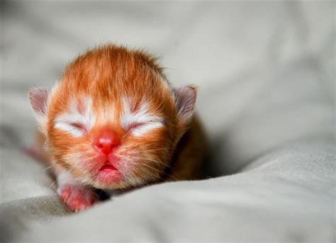 Cutetiny Newborn Kittens Kittens Photo 41414118 Fanpop Page 7