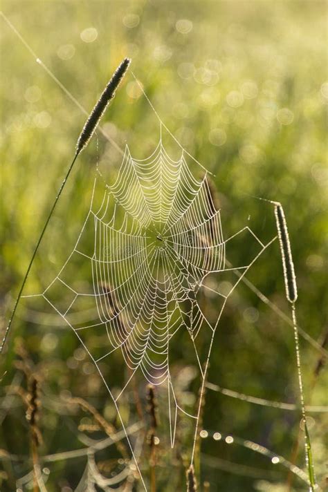 Dew Covered Cobwebs At Dawn In A Cool Summer Morning Stock Photo