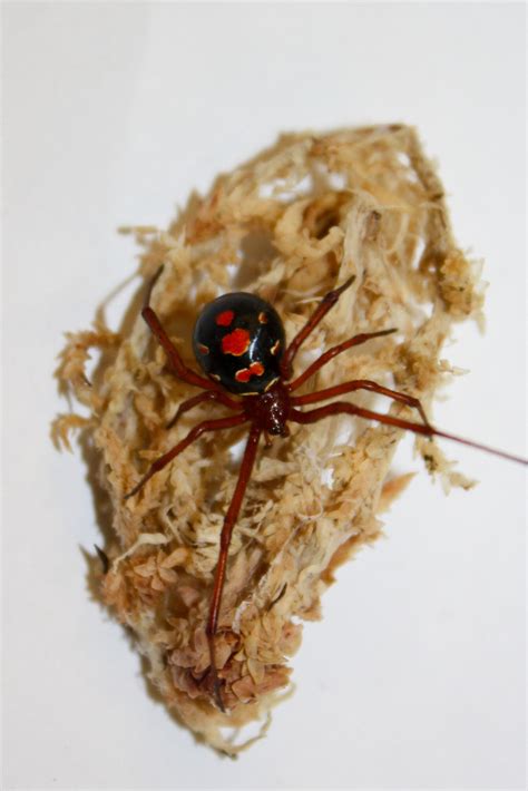 Latrodectus Bishopi Red Widow — Arachnid Rarities
