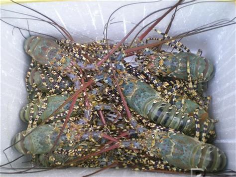 Banded Spiny Lobster Panulirus Marginatusthailand Price Supplier