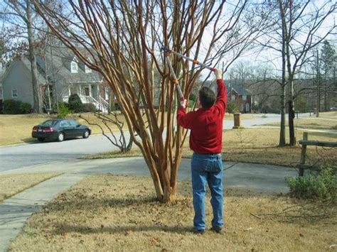 Pruning Crepe Myrtle 101 All You Need To Know