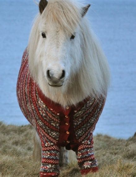 Friday Funny Ponies In Cardigans