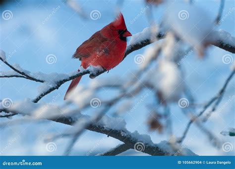 Cardinal On Snowy Branch Stock Photo Image Of Branch 105662904