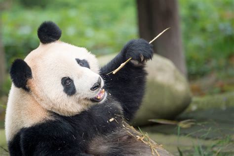 Top 196 Endangered Animals Giant Panda Information