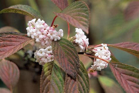 Great Plant Pick Pink Dawn Viburnum