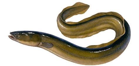 What Is The European Eel How To Catch One Badangling