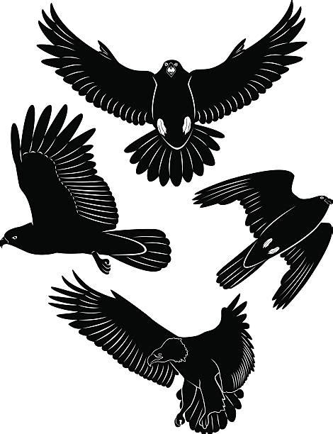 Falcon Silhouettes Stock Photos Pictures And Royalty Free Images Istock