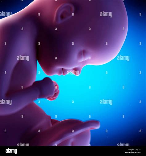 Human Fetus At Week 29 Of Gestation Illustration Stock Photo Alamy
