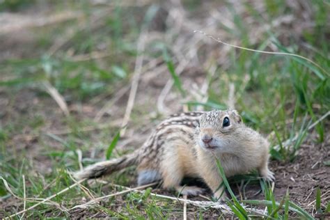 How To Coexist With Chipmunks And Ground Squirrels Forest Preserve