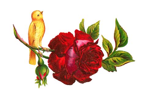 Antique Images Yellow Bird Perched On Red Rose Digital
