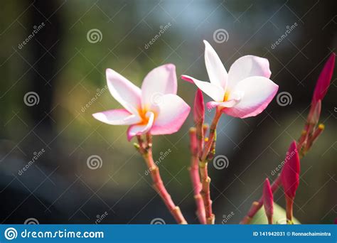 Plumeria Flower With Beautiful In The Nature Stock Image Image Of