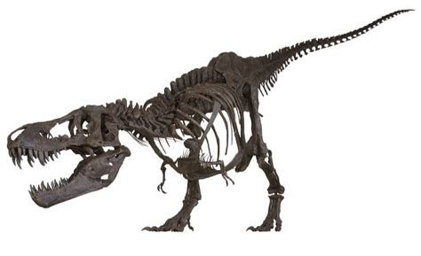 Stan Tyrannosaurus Rex Skeleton Display Replica Black Hills Institute
