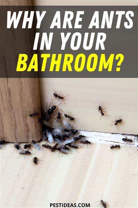 How To Get Rid Of Little Black Ants In Bathroom Batghro