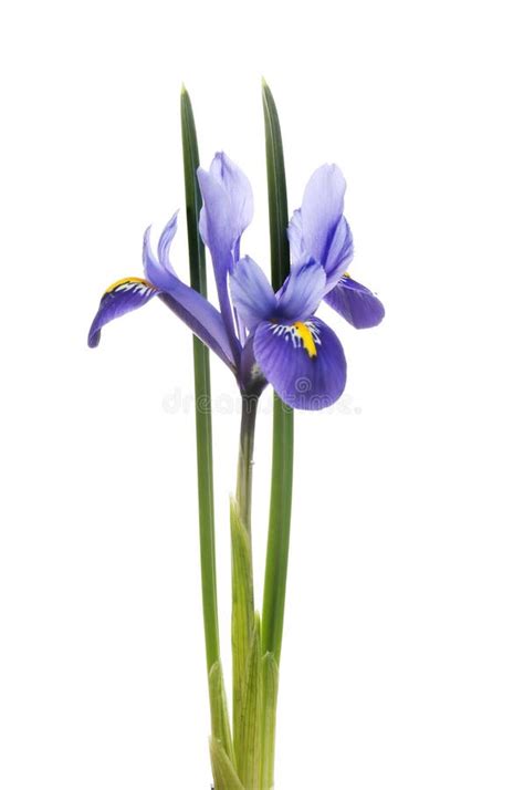 Blue Iris Flower Stock Image Image Of Bloom Blooming 141102831
