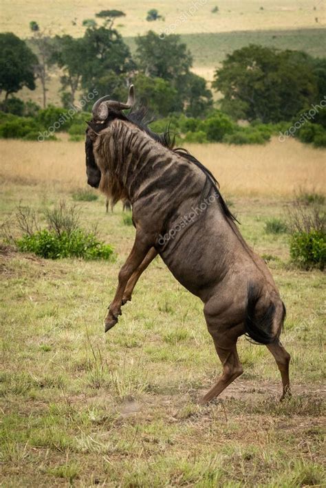 Male Blue Wildebeest Stands On Hind Legs Stock Photo Affiliate