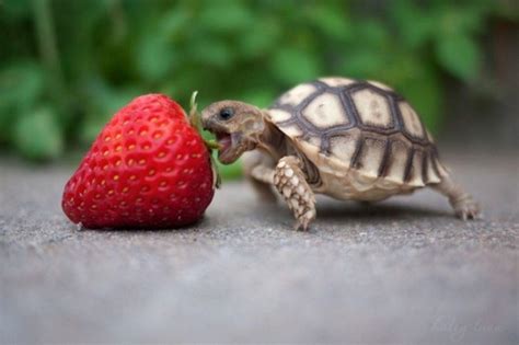 Cute Turtle Wallpapers Wallpaper Cave