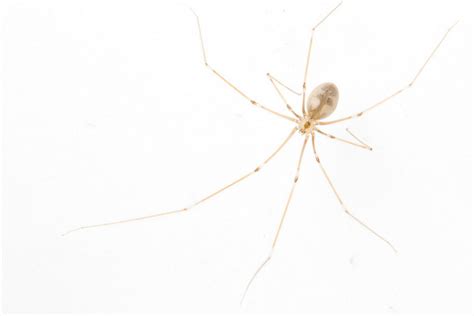 How To Tell If A Spider Is Not A Brown Recluse Spider