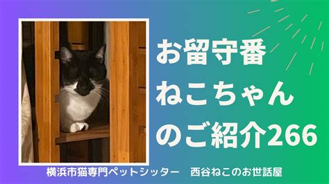 お留守番ねこちゃんのご紹介266【大切な猫のお客様】 Youtube