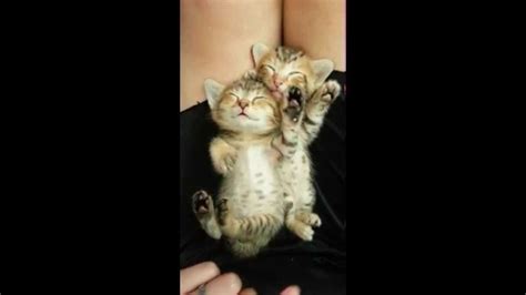 Too Cute Tabby Kittens Cuddling In Their Sleep Will Totally Melt Your