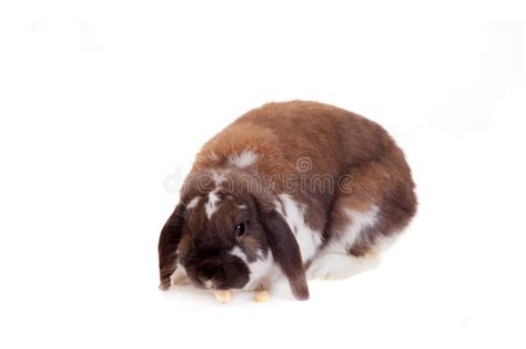 Lop Eared Brown Spotted Rabbit Stock Image Image Of Cute Fleecy
