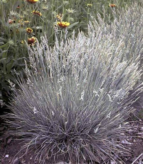 Boulder Blue Fescue Grass Wyoming Plant Company