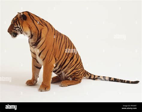 Sitting Tiger Panthera Tigris Side View Stock Photo Alamy