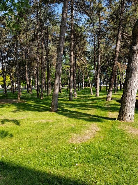 Beautiful Summer Sunny Landscape In Pine Forest With Tall Slender